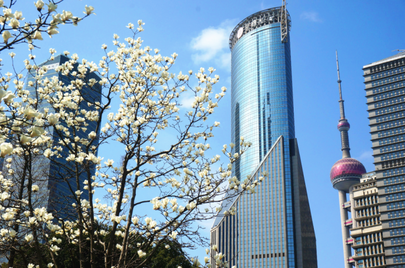 2026上海市花白玉兰文创设计大赛-掌上艺赛-全球设计大赛及作品征集网站!发布标志logo征集、工业大赛、包装大赛、文创大赛、旅游商品大赛、吉祥物征集、建筑大赛、服装大赛、广告语征集、歌曲征集、征文征名、摄影大赛、书法大赛资讯征集平台